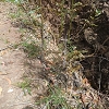 Plants: image 18 Of 208 Thumb